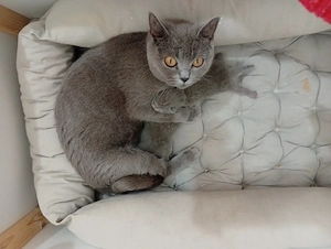 Reinrassige Bkh Mami mit 2 Kitten