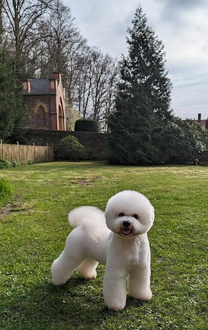  Reinrassige Bichon frise  Bild 7