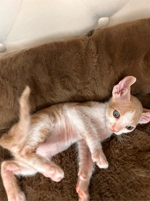 Elf Sphynx Brush Kitten zu verkaufen