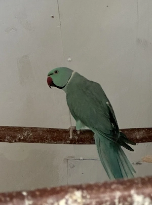 Halsbandsittich Hahn in Aqua 