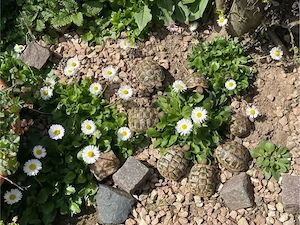 Griechische Landschildkröten NZ 2024