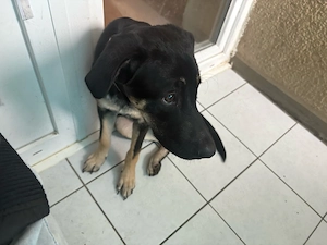 Liebevolles Zuhause für Pascha gesucht