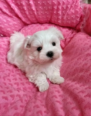 Hund zu verkaufen  VB 