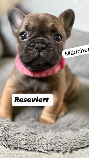 6 wunderschöne französische Bulldoggen 