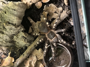 Acanthoscurria geniculata Abzugeben 