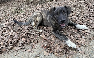 Gestromte Schönheit George sucht Zuhause