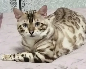 Deckkater bengal