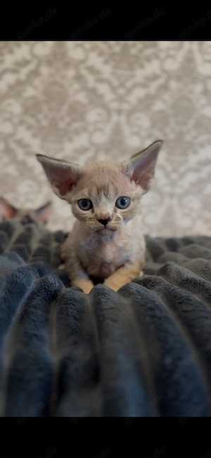 Davon Rex kitten Junge 