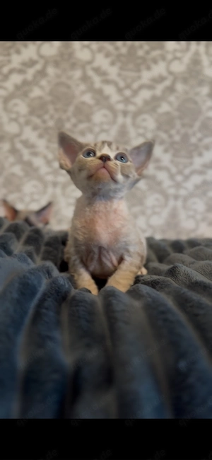 Davon Rex kitten Junge 