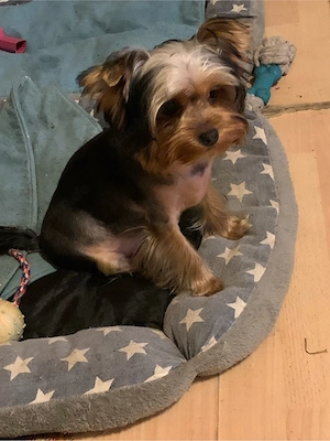 rein rassig york shiere terrier welpe mächen gute hände abzugeben 