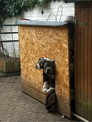 American Bully Xl Welpen