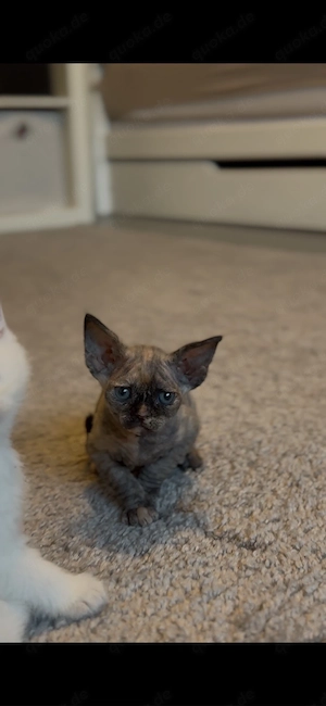 davon rex kitten