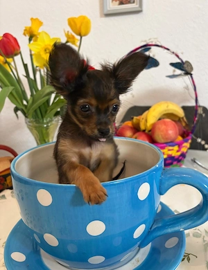  Süßen Russische Toy Terrier Langhaar Welpen, geboren am 22.01.2026, suchen ein liebevolles Zuhause.