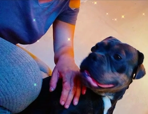 Old English Bulldog Hündin sucht liebevolles Zuhause