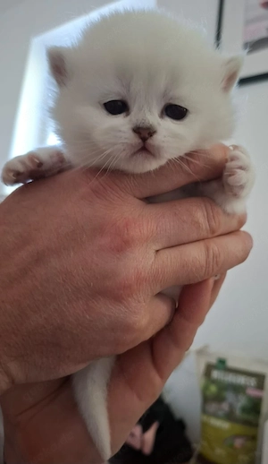 Traumhafte BKH Bärchen abzugeben 