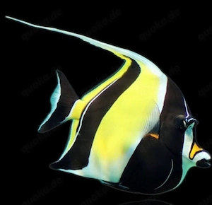 meerwasser Zanclus Cornutus