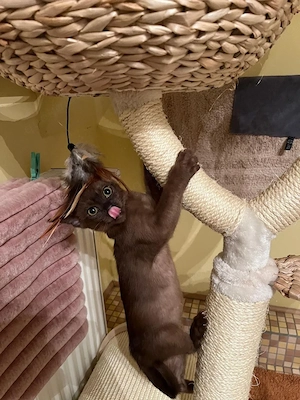 Burmakätzchen zum verkaufen. Burma kitten