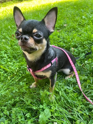 Läufige Chihuahua Hündin sucht passenden Rüden