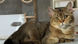 BKH Prinzessinen suchen Zuhause  Bild 8