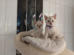 Wunderschöne Snow Lynx Bengal Kitten