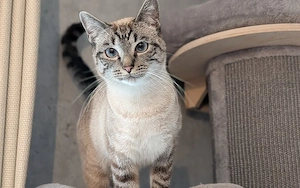 BKH Prinzessinen suchen Zuhause  Bild 7