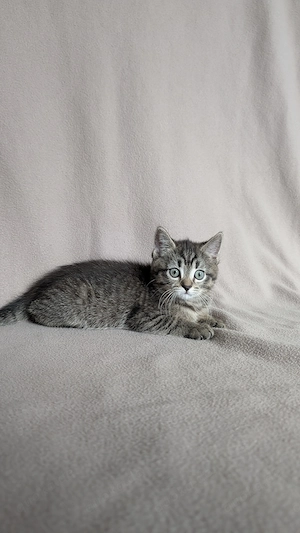 BKH Prinzessinen suchen Zuhause  Bild 6