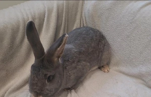 zwergwidder Kaninchen 