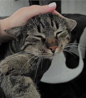 Die Katze sucht ein neues Zuhause