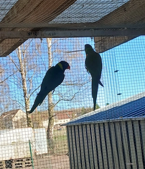 Lori (Breitbinden Allfarblori)