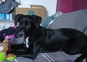 Labrador border collie mix 