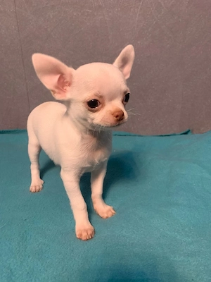 Chihuahua Welpen 