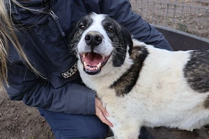 verschmuste CHARLINE wünscht sich eine Familie