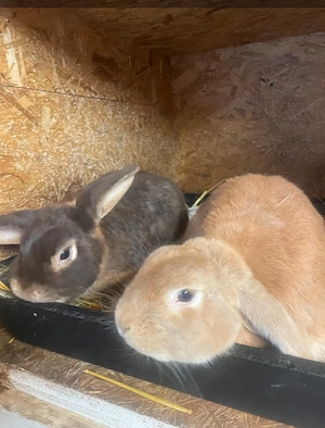 Minilop Kaninchen zu verkaufen  