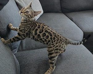 Wunderschöne Bengal-Katze (weiblich) mit Zubehör abzugeben