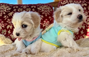 Havaneser Welpen reinrassig mit Ahnentafel