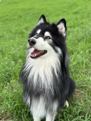 Verschmuster Bamsi, 7 Jahre alt sucht ein neues Zuhause 