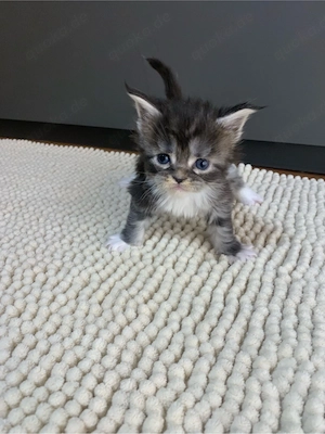 Maine Coon Kitten - schöne Farben & liebevolle Familienaufzucht