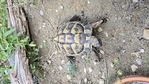 griechische Landschildkröte THB, männlich