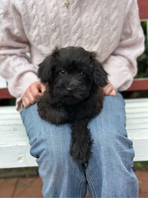 Mini Doodle Cairnoodle ähn. Maltipoo Westipoo Havapoo Toypudel Bollipoo Schnoodle Labradoodle Golde