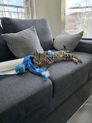 Wunderschöne Bengal-Katze (weiblich) mit Zubehör abzugeben