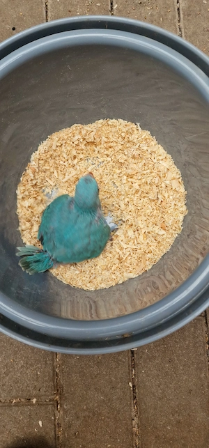 Halsbandsittich blau