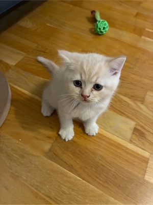 BKH Kitten (British Shorthair)   4 süße Katzenbabys abzugeben