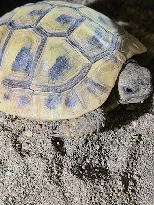 Griechische Landschildkröten aus Nachzucht 2024 und.2025