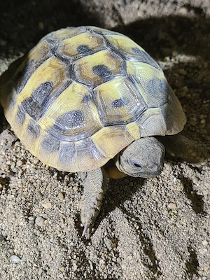 Griechische Landschildkröten aus Nachzucht 2024 und.2025 Bild 2