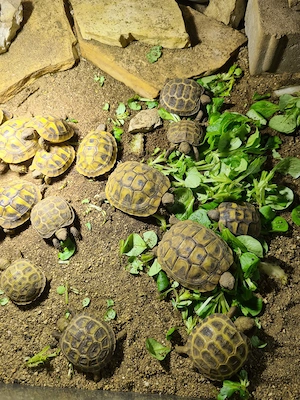 Griechische Landschildkröten aus Nachzucht 2024 und.2025 Bild 4