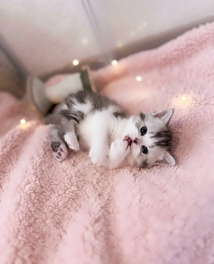 Zuckersüsse Reinrassige Bkh Kitten