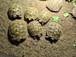 Griechische Landschildkröten aus Nachzucht 2024 und.2025 Bild 3