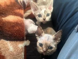 Devon Rex Kitten 