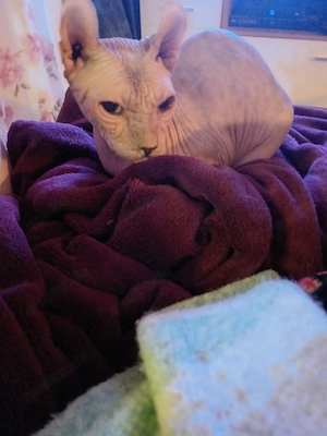 canadian sphynx 1,5 jahre alt (elfkatze)