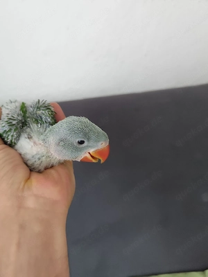 große Alexandersittiche 